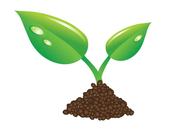 Зеленый росток и почва — стоковое фото