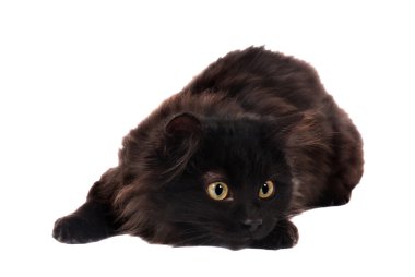 Black Playful Kitten clipart