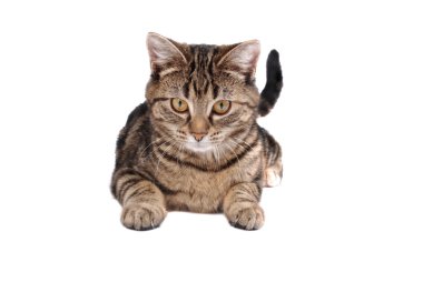 Laying Tabby Cat clipart