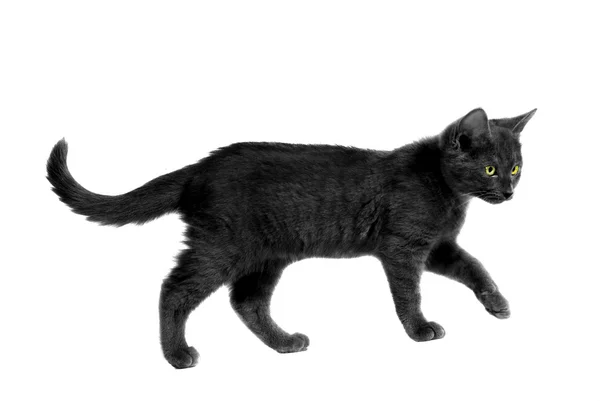 siyah haloween kedi