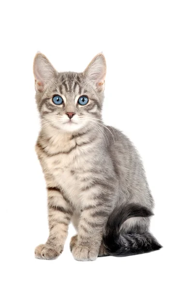 Симпатичний блакитноокий таббі кошеня — стокове фото