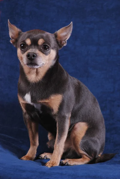 Chihuahua on blue — Stock Photo, Image