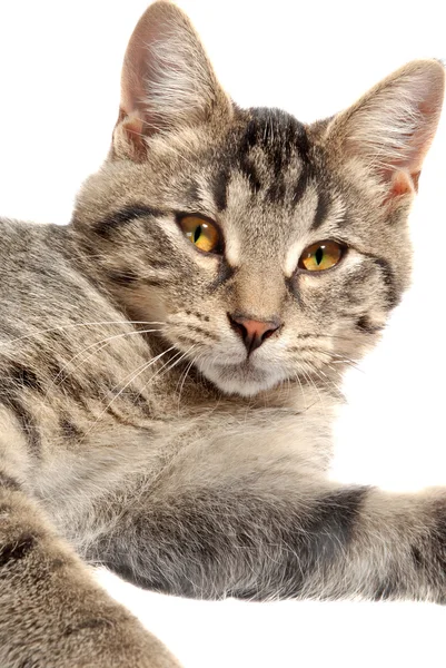 Cute Tabby Kitten face — Stock Photo, Image