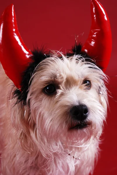 Devilish dog — Stock Photo, Image