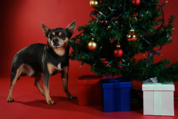 Chihuahua avec arbre de Noël — Photo
