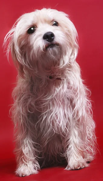 Собака на красном — стоковое фото