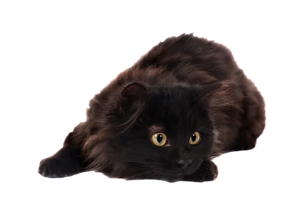 oynak siyah yavru kedi