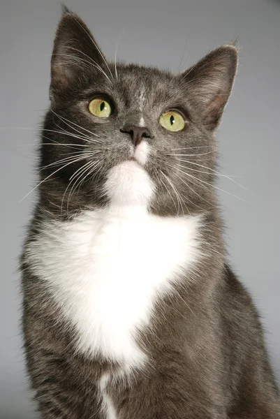 Portrett av en katt – stockfoto
