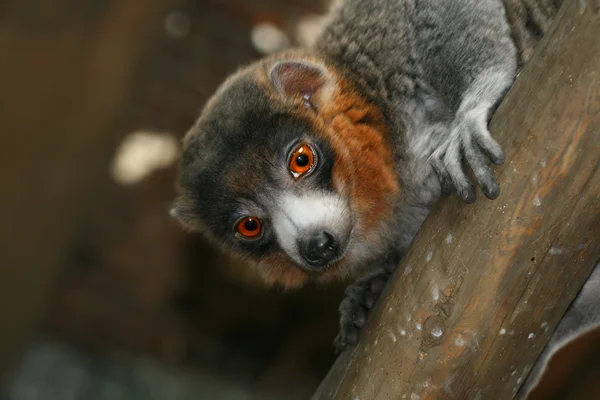 Mungo-Lemur — Stockfoto