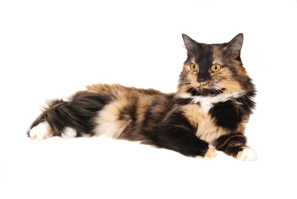 Calico gato —  Fotos de Stock