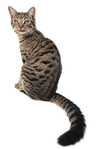 Gato de cauda longa — Fotografia de Stock