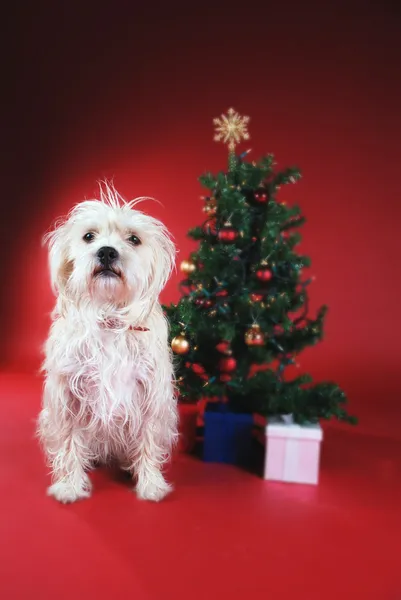 Dog next to Christmas tree — Stock Photo, Image