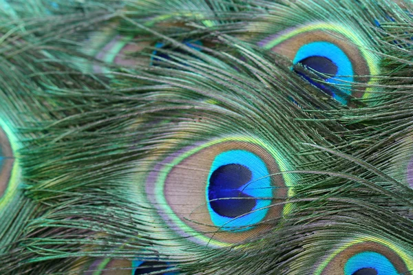 孔雀的尾巴羽毛 — 图库照片