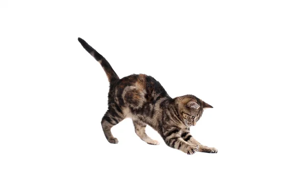 Avlanma yavru kedi — Stok fotoğraf