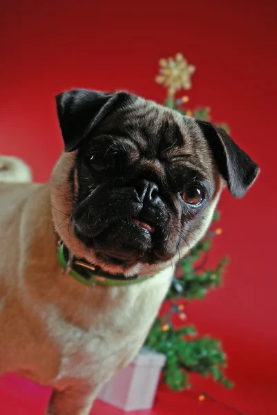 Pug in front of a Christmas tree — Stock Photo, Image