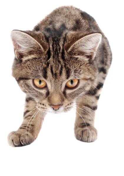 Stalking tříbarevné kotě — Stock fotografie