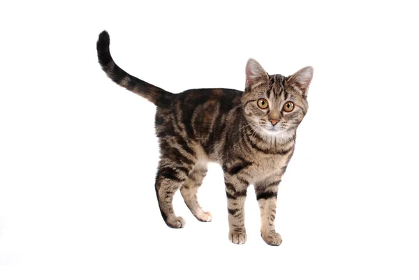 टॅब्बी मांजर — स्टॉक फोटो, इमेज