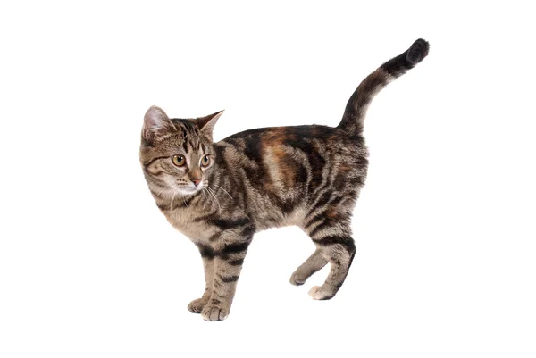 Tekir kedi — Stok fotoğraf