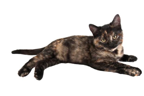 Calico Kitten — Stock Photo, Image