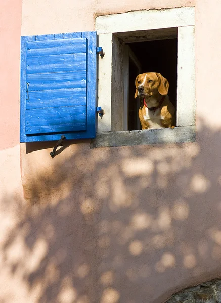 bekçi köpeği