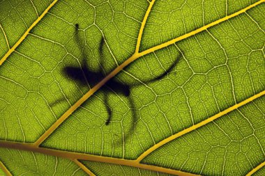 INSECT ON A LEAF clipart