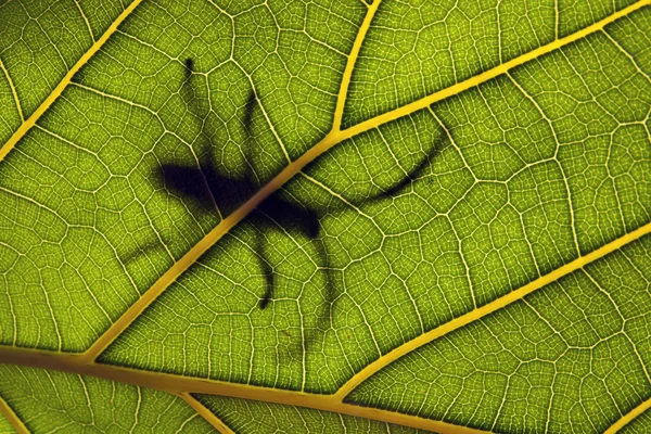 Insecte sur une feuille — Photo
