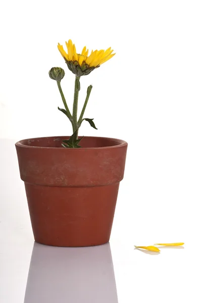 YELLOW FLOWER IN A SMALL FLOWERPOT — Stock Photo, Image