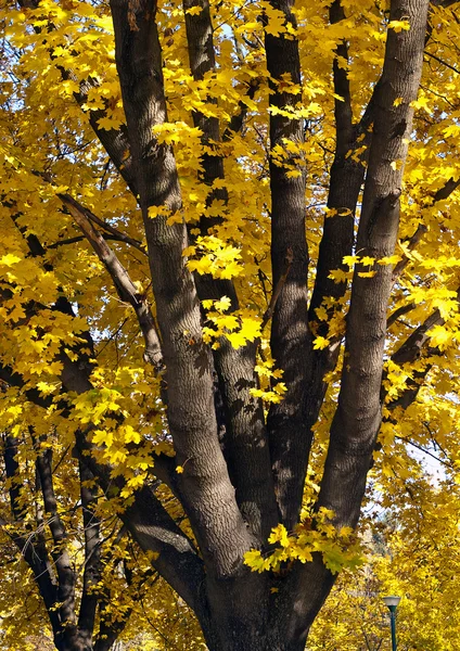 Arbre d'automne — Photo