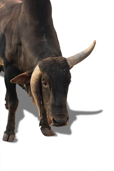 Корова или бык — стоковое фото