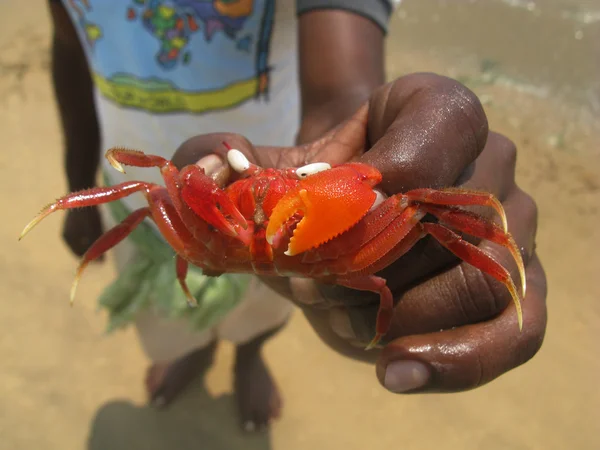 stock image Red crab in Hand