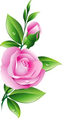 Pink rose clipart