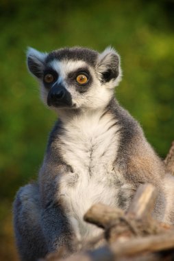 Closeup lemur catta