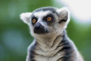 Closeup lemur catta