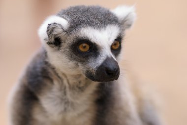 Closeup lemur catta