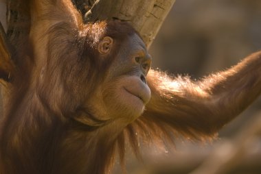 orangutan
