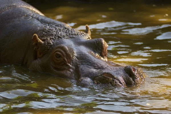 stock image Hippo in water