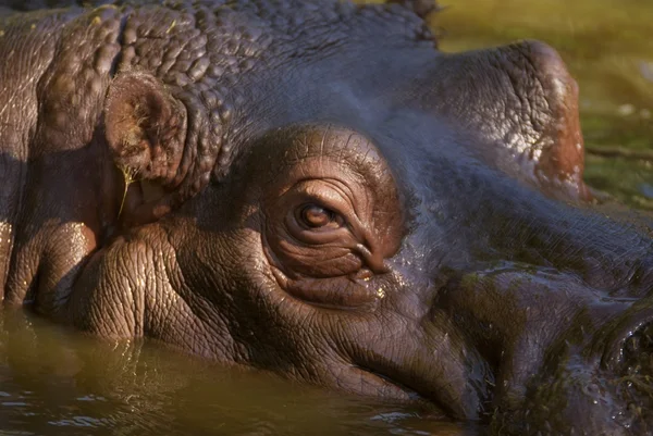 Hipopotam w wodzie — Zdjęcie stockowe