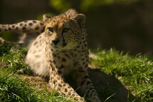 stock image Cheetah