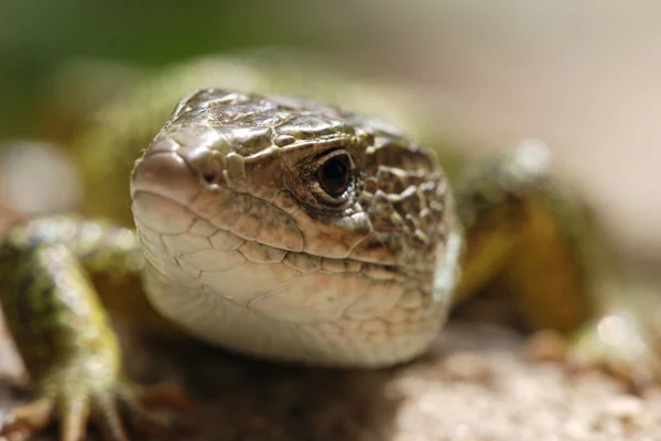 stock image Lizard Head