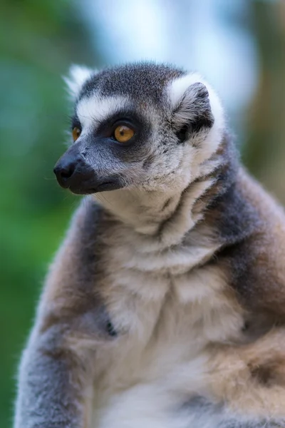 Vértes lemur catta — Stock Fotó