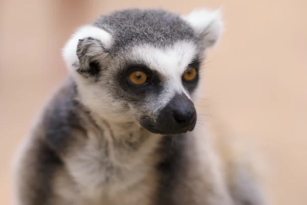 stock image Closeup lemur catta