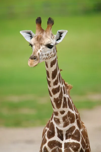 Cachorro jirafa —  Fotos de Stock