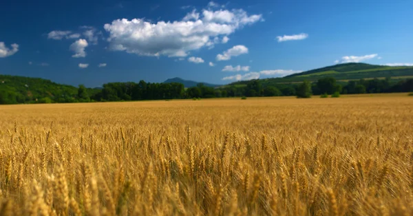 stock image Field by sunny day