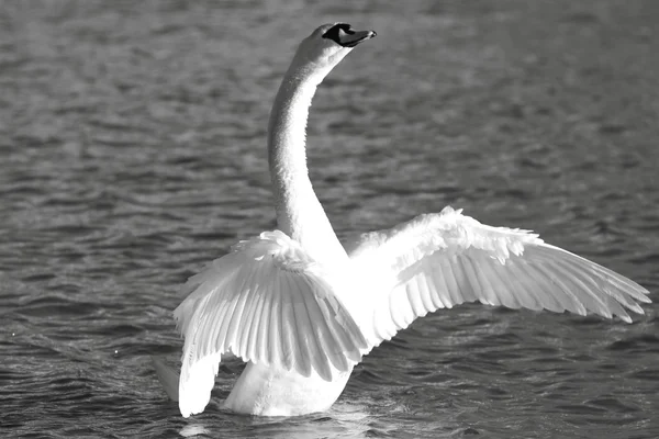 Лебедь на озере Комо вот-вот улетит — стоковое фото