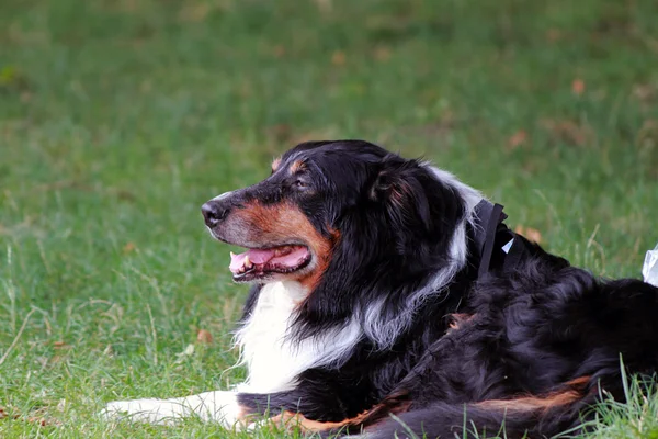 Pies relaksujący na pole — Zdjęcie stockowe