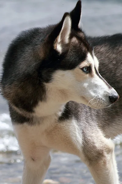 Husky köpek — Stok fotoğraf