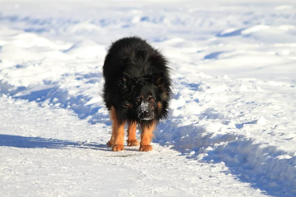 Kutyák a hóban — Stock Fotó