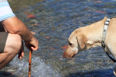 kurtarma köpeği