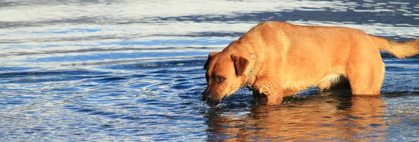 救助犬 — ストック写真