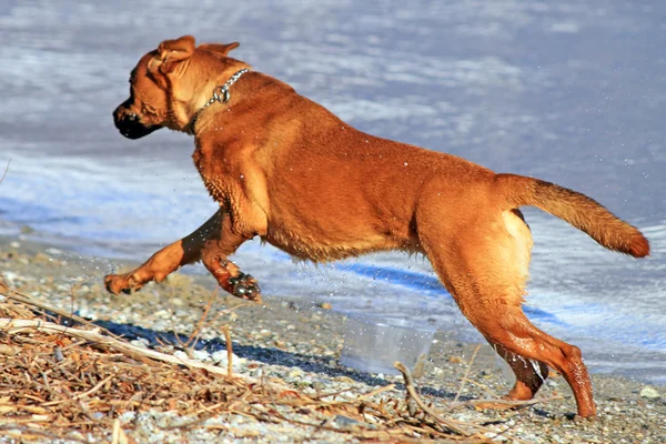 Rettungshund — Stockfoto
